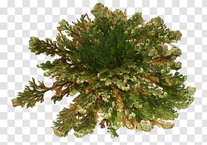 Selaginella Lepidophylla Rose Of Jericho Plant Chihuahuan Desert Fallopia Multiflora - Agriculture Transparent PNG