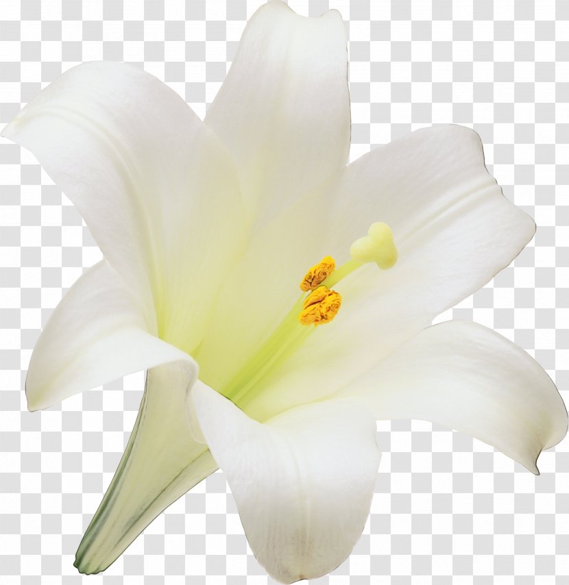 Easter Lily Background - Flower - Amaryllis Family Pedicel Transparent PNG