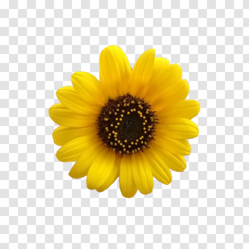 Common Sunflower Image T-shirt - Plant - Flower Transparent PNG