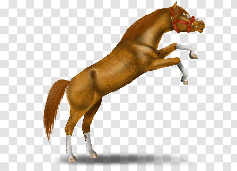 Mane Mustang Stallion Foal Pony - Halter Transparent PNG