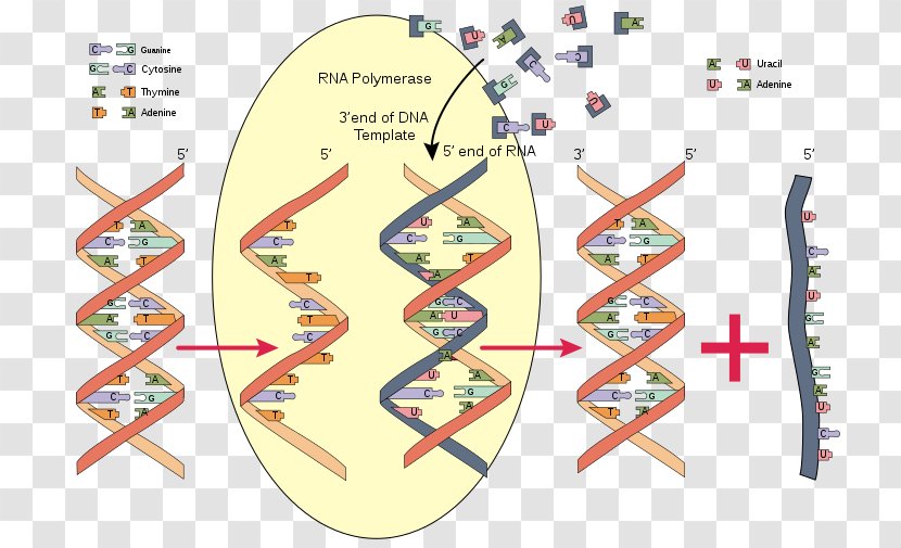 RNA Polymerase DNA Biochemistry - Rna Interference - Eukaryotic Cell Transparent PNG