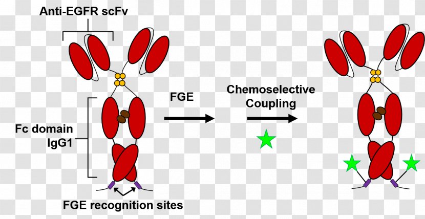 Antibody-drug Conjugate Chemical Modification Protein Molecular Biotechnology - Flower - Antibody Images Transparent PNG