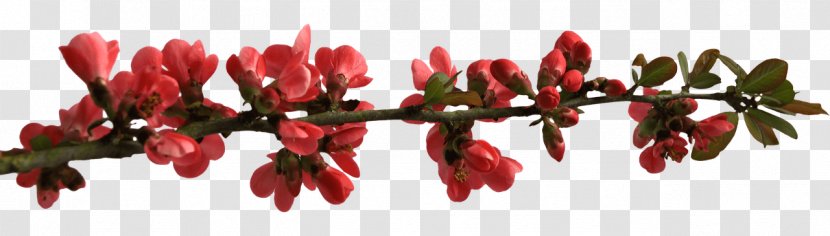 Desktop Wallpaper - Flowering Plant - Flowers BRANCH Transparent PNG