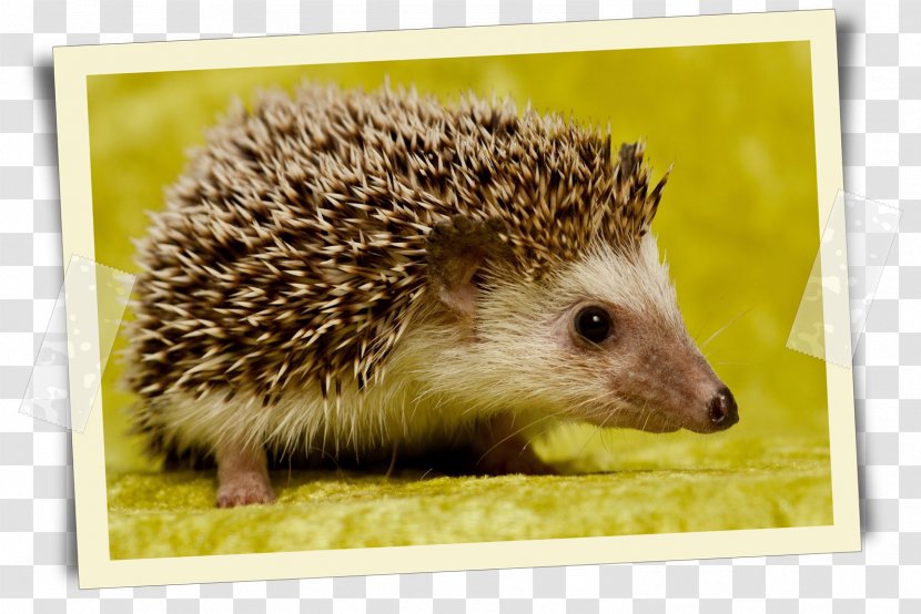Hedgehog Desktop Wallpaper Cat Animal Tiggywinkles - Porcupine Transparent PNG