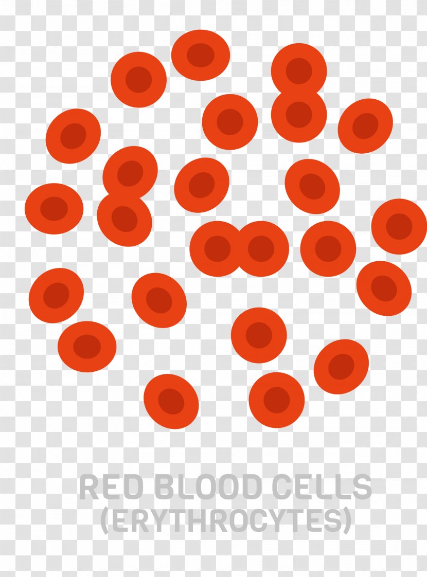 Red Blood Cell Number - Microscope - Vector Large Of Cells Transparent PNG