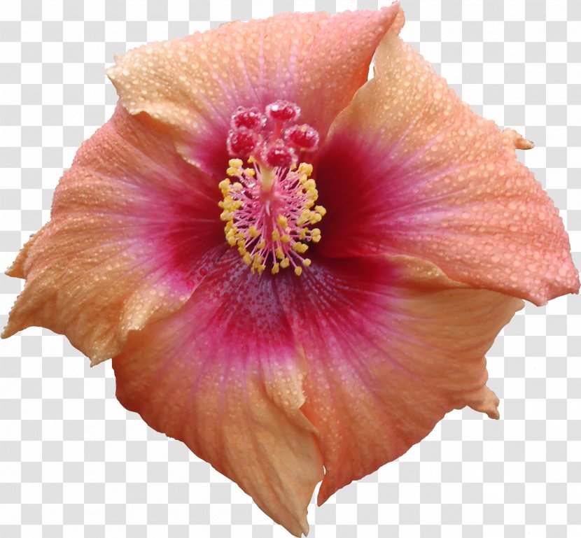 Flower Hibiscus Texture Mapping 3D Computer Graphics - Plant - Flora Transparent PNG