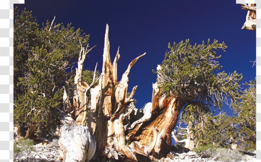 Tree Trunk Pine Plant Pinus Longaeva - Great Basin - Fethullah GÃ¼len Transparent PNG