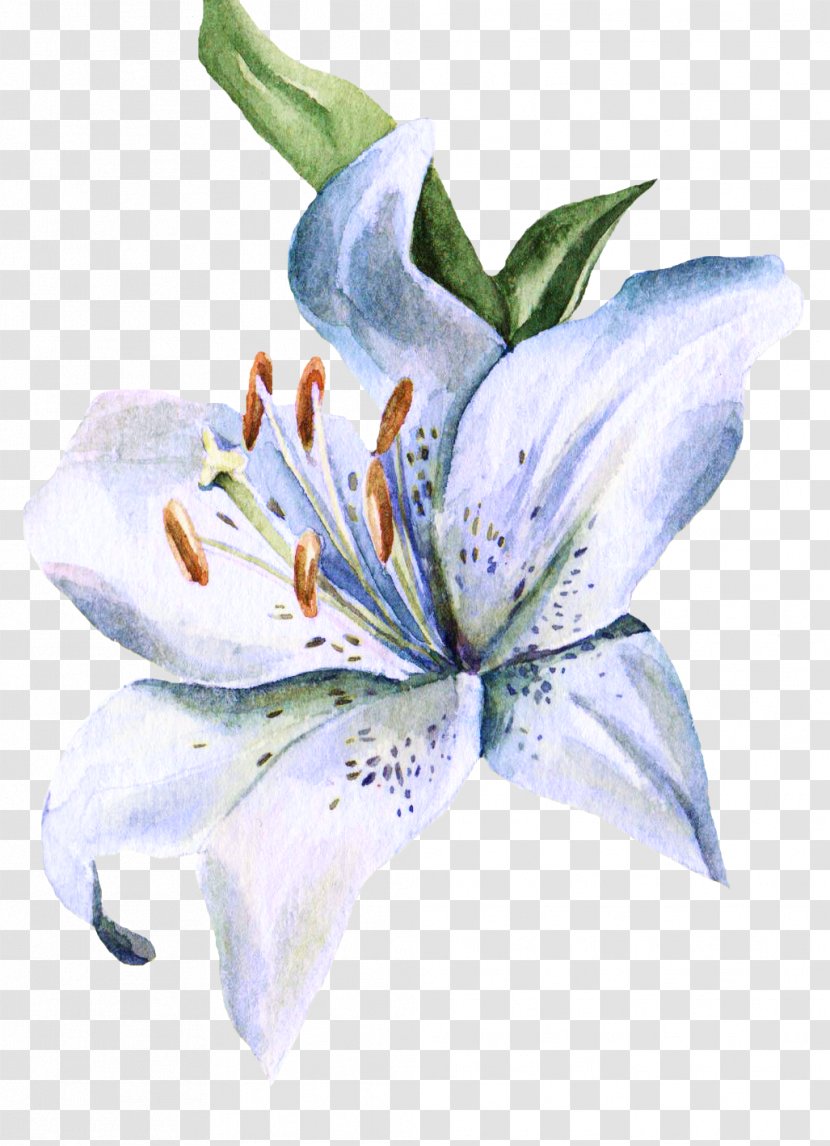 Lilium Watercolor Painting Watercolour Flowers Ink Wash - Petal - Small Hand-painted Lily Transparent PNG
