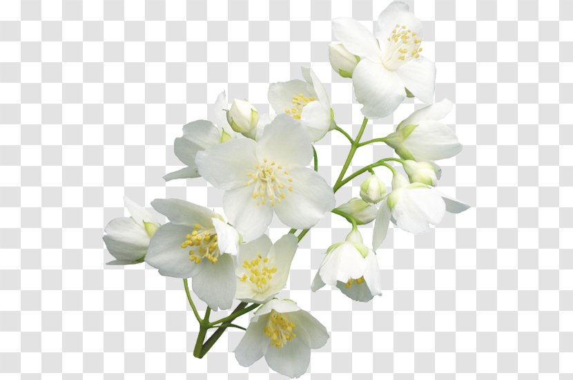 Cut Flowers Petal - White - Flower Transparent PNG