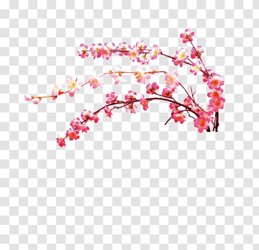 Download Plum Blossom - Flower - Cherry Blossoms Transparent PNG