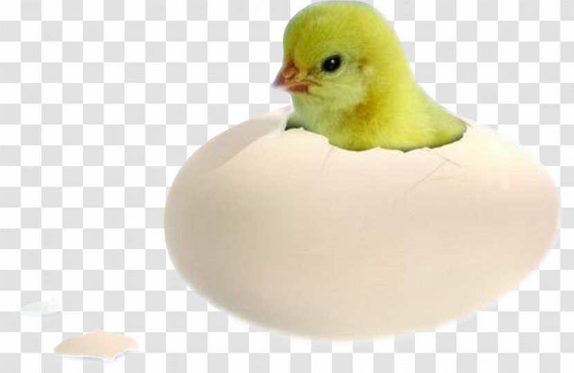 Chicken Duck Bird Egg Incubation - Chick Transparent PNG