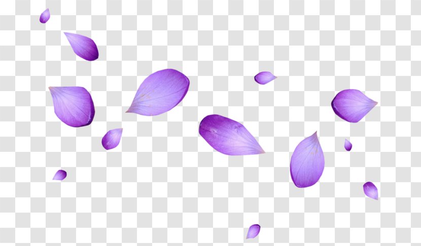 Petal Flower Purple Image Transparent PNG