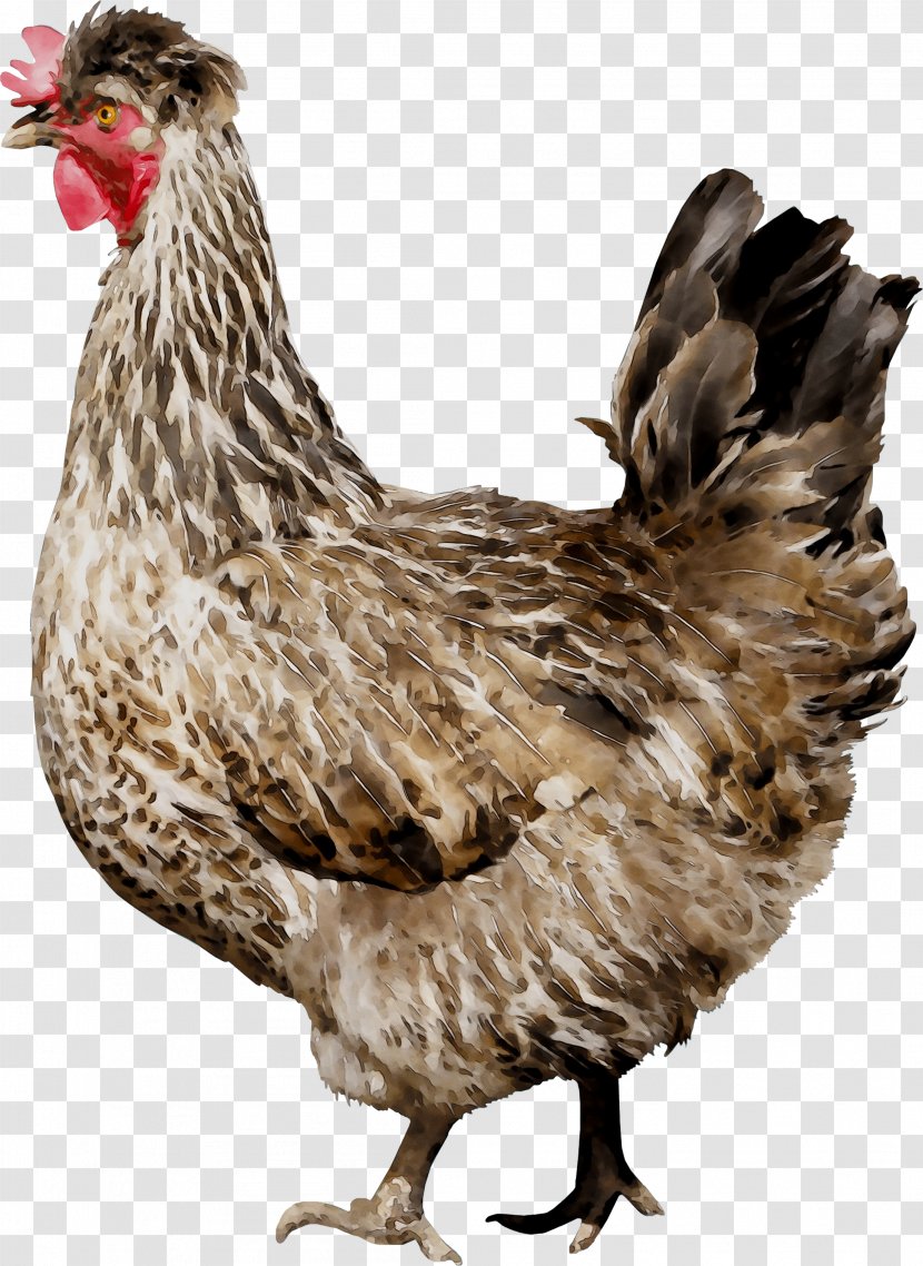 Rooster Chicken As Food Beak Feather Transparent PNG