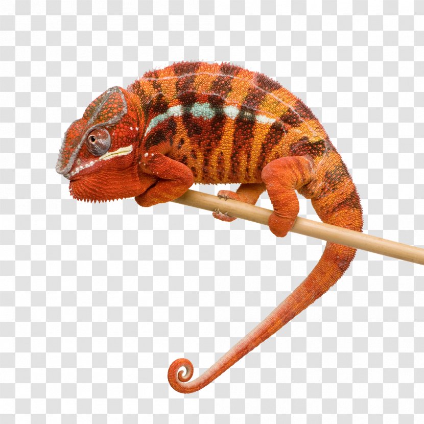 Madagascar (Simon Lee & Alvin Extended Remix) Alvin, Simon Art - Watercolor - Animals Chameleon Transparent PNG