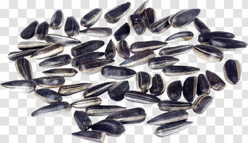 Sunflower Seed Common Sowing - Stratification Transparent PNG