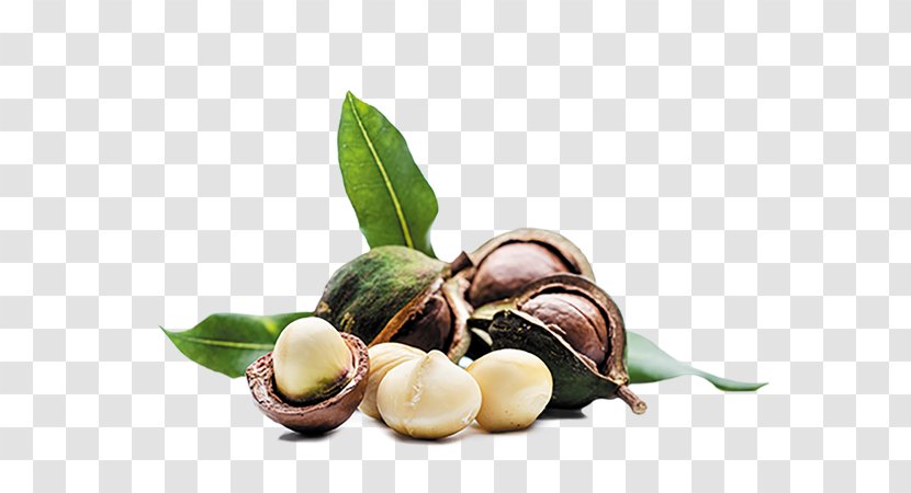 Macadamia Oil Nut Almond - Natural Foods Transparent PNG