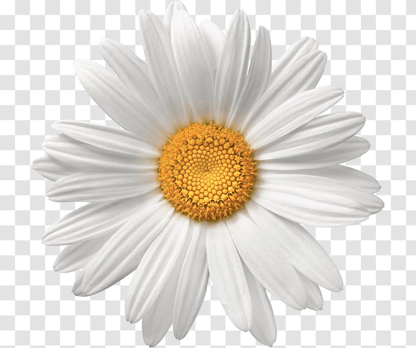 Common Daisy Flower White Stock Photography - Petal Transparent PNG
