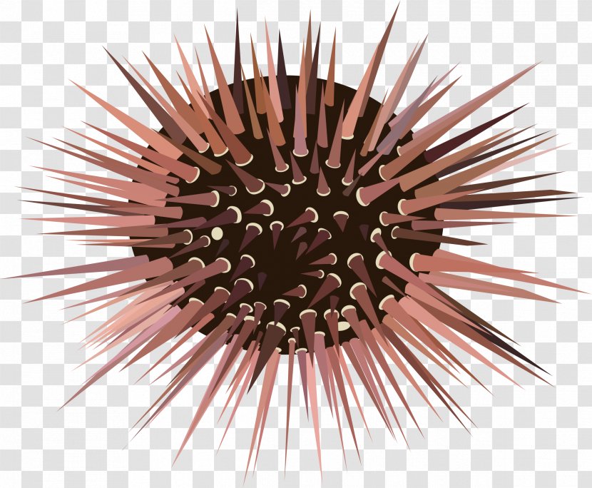 Sea Urchin Spine Clip Art - Invertebrate - Thorn Transparent PNG