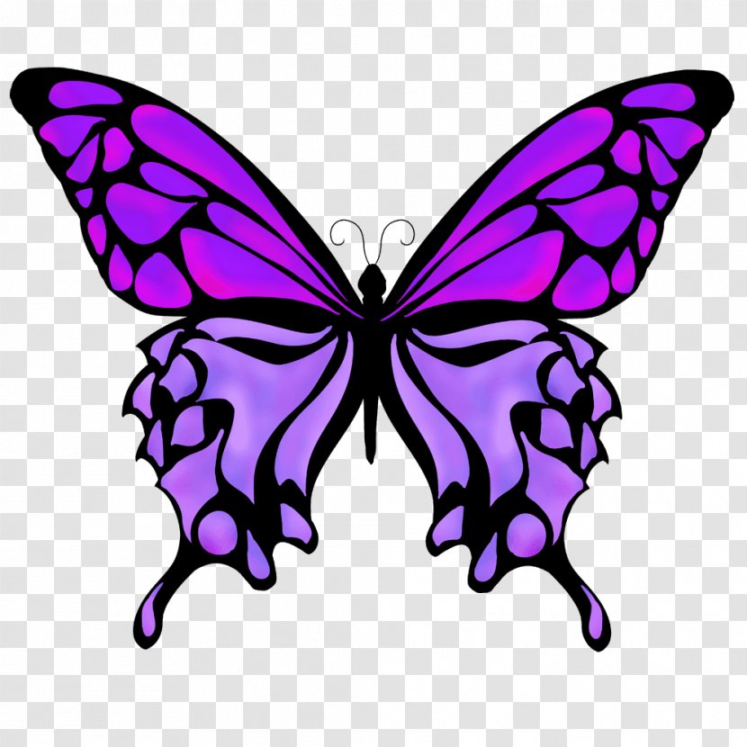 Monarch Butterfly Drawing Color Transparent PNG