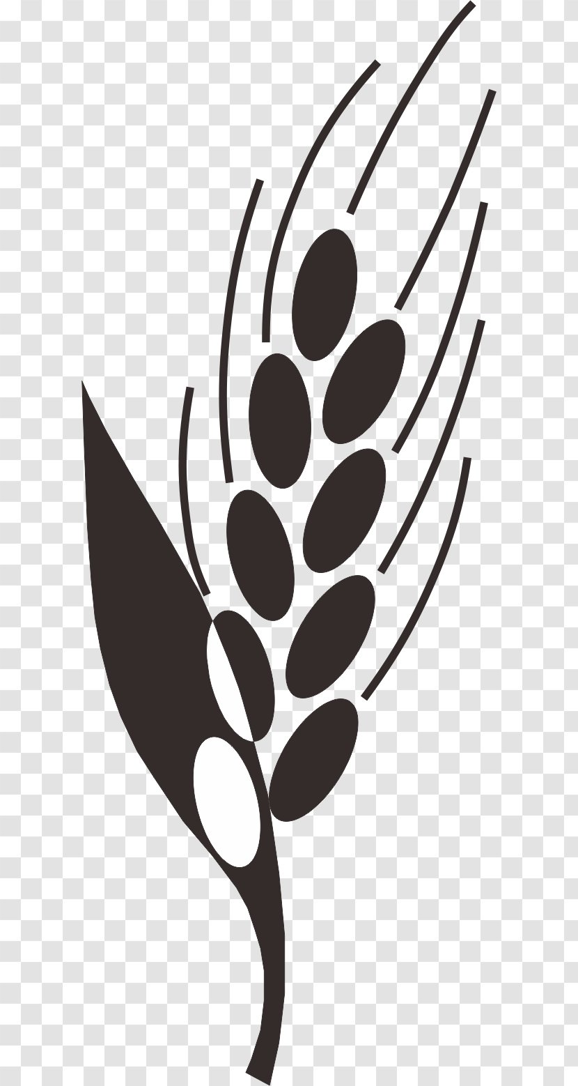 Paddy Field Oryza Sativa Clip Art - Barley,Rice,paddy,Rice,paddy,food Transparent PNG