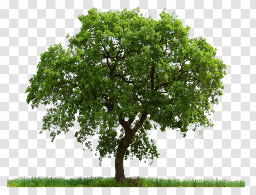 Tree English Oak Adobe Photoshop Clip Art White - Ceratocystis Fagacearum Transparent PNG