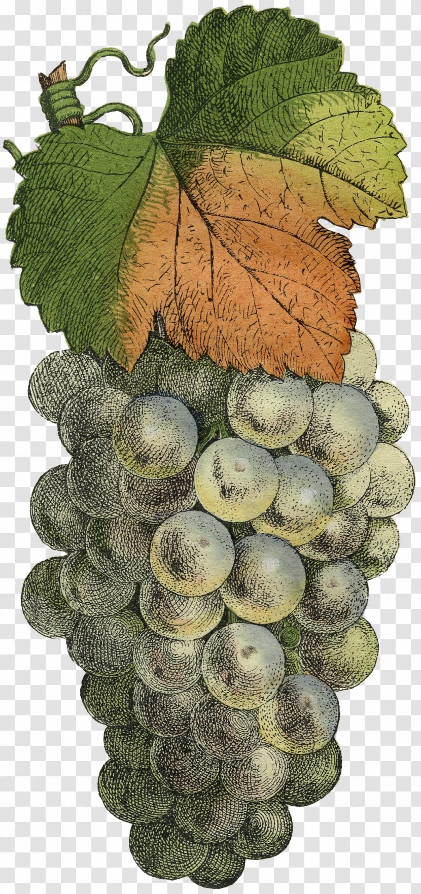 Common Grape Vine Photography Fruit - Grapevines - Green Grapes Transparent PNG