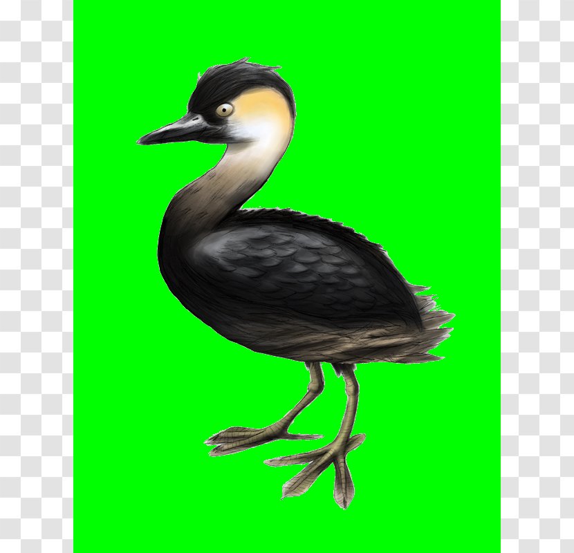 Cormorant Beak Seabird Water Bird Transparent PNG