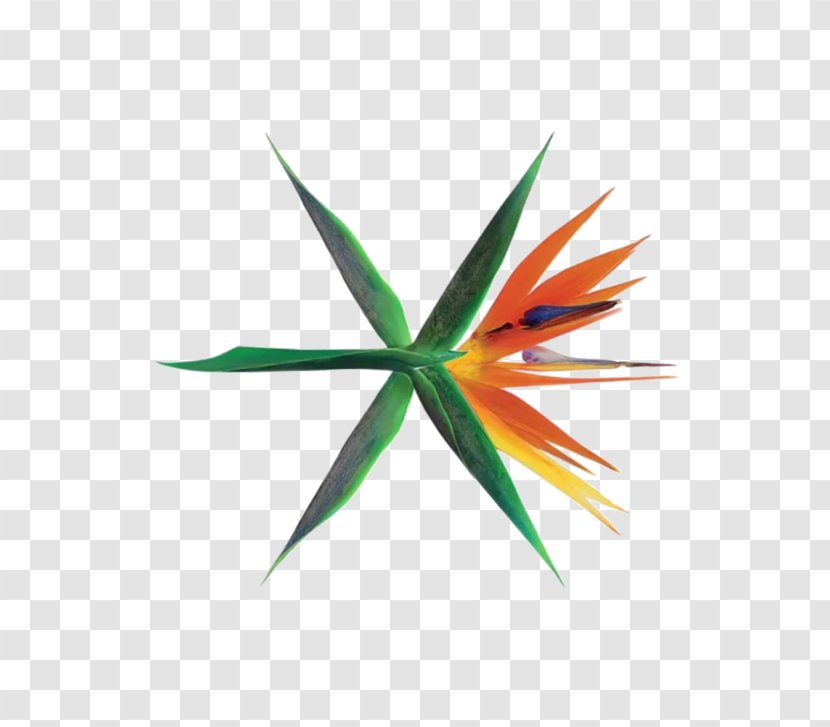 The War South Korea EXO K-pop Album - Flower - Ã§erÃ§eve Transparent PNG