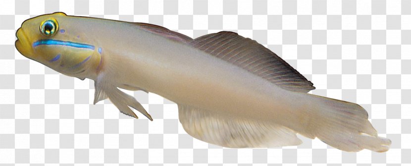 Carassius Auratus Fish Sea - White Transparent PNG