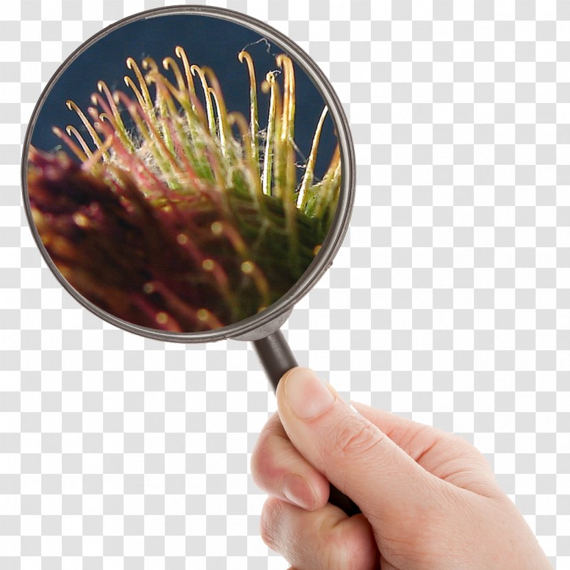 Magnifying Glass Loupe Clip Art - Zoom Lens Transparent PNG