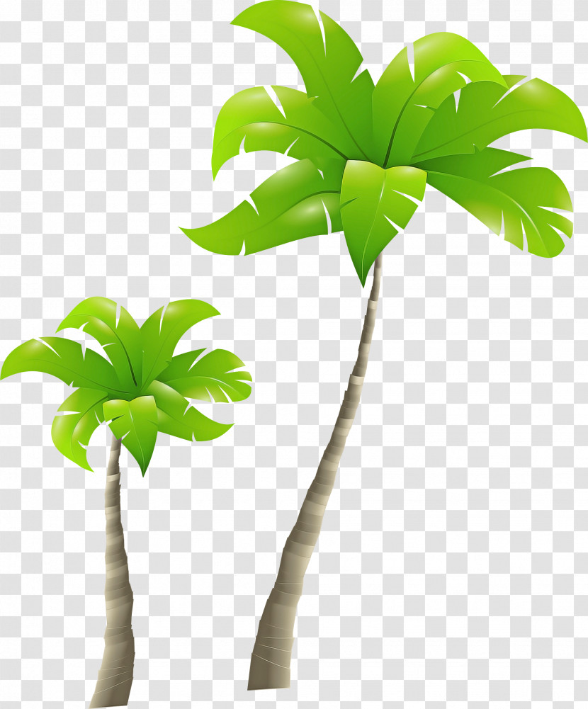 Palm Tree Transparent PNG