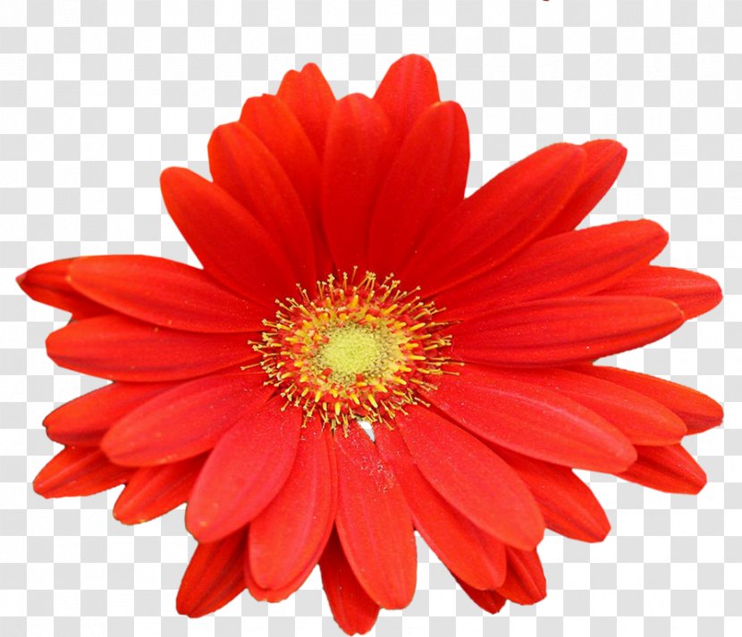 Cut Flowers Petal Dahlia Daisy Family - Gerbera - Flower Type Transparent PNG