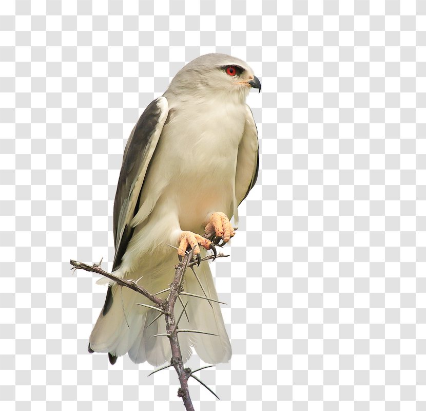 Bird Hawk Eagle Animal - Ornate Hawkeagle - Beautiful Pet Transparent PNG