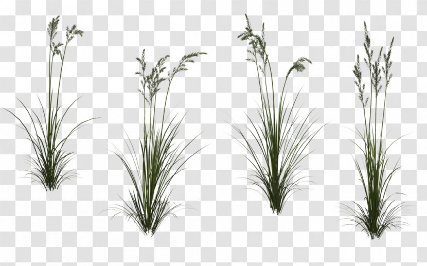 Autodesk 3ds Max Texture Mapping Clip Art - Branch - Wheat,Grass Transparent PNG