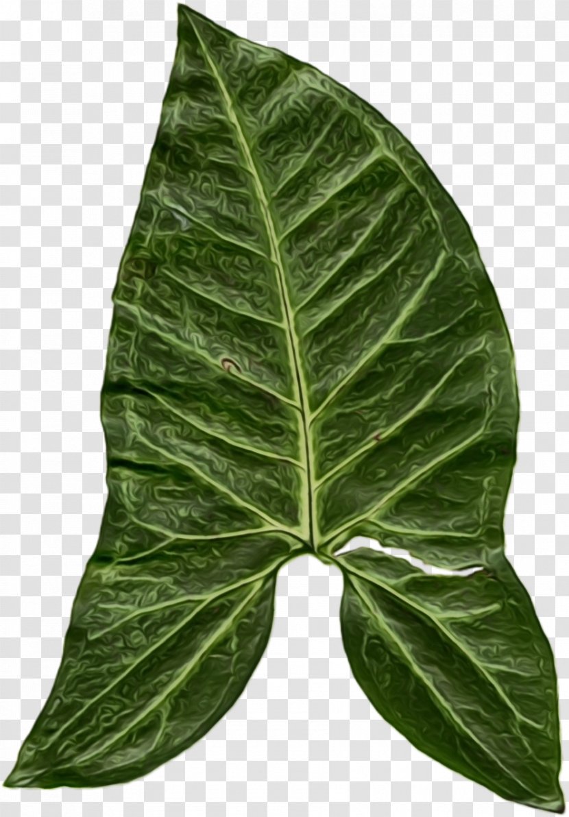 Leaf Green Flower Plant Anthurium - Alismatales - Arum Family Pathology Transparent PNG