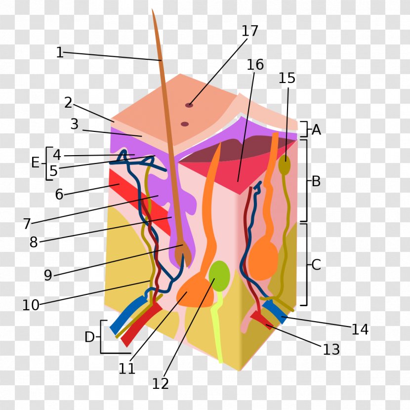 Pimple Integumentary System Acne Skin Toothpaste - Silhouette - Skiing Transparent PNG