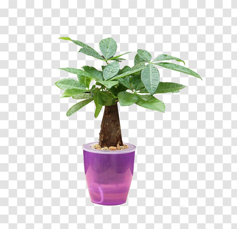 Flowerpot Herb Houseplant Purple Tree - Plant - Bonsai Poster Transparent PNG