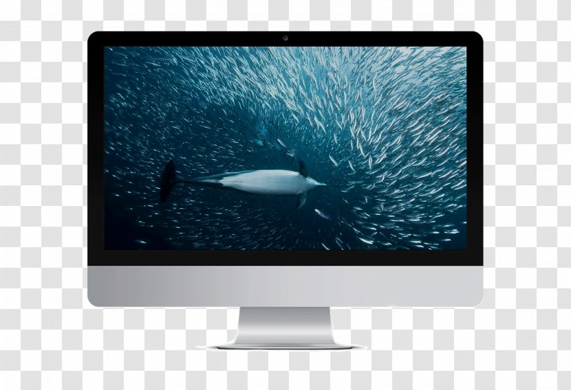 Whale And Dolphin Conservation Society Cetacea Computer Monitors Animal - Monitor Accessory Transparent PNG