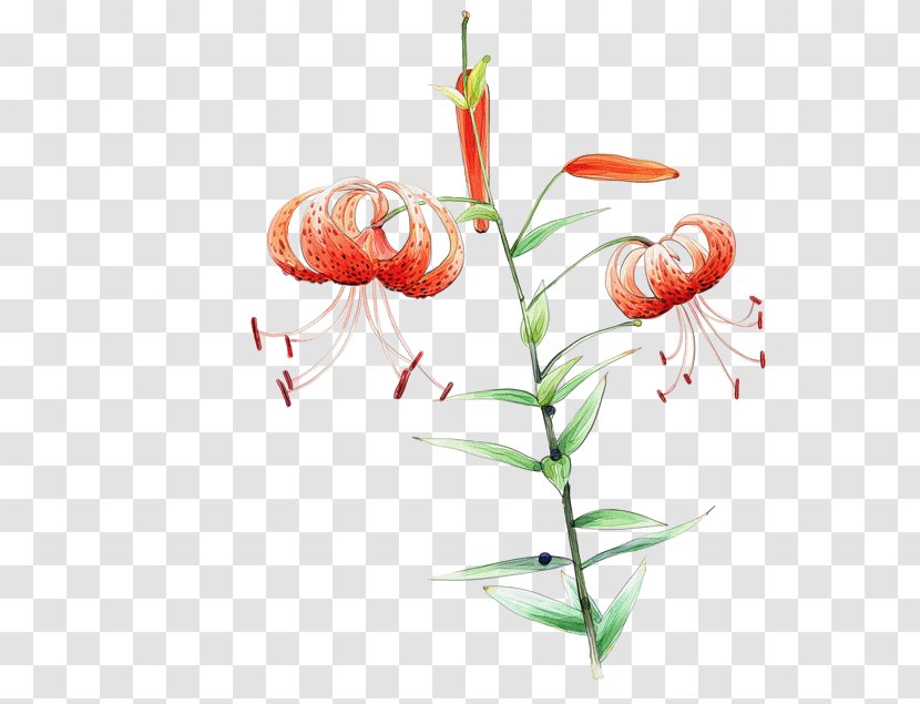 Vector Graphics Watercolor Painting Flower Image - Plant - Super Transparent PNG