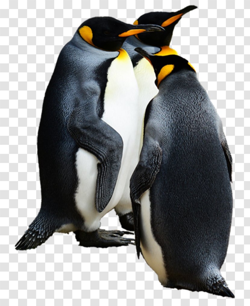 Penguin Download Clip Art - Beak - Gif Transparent PNG