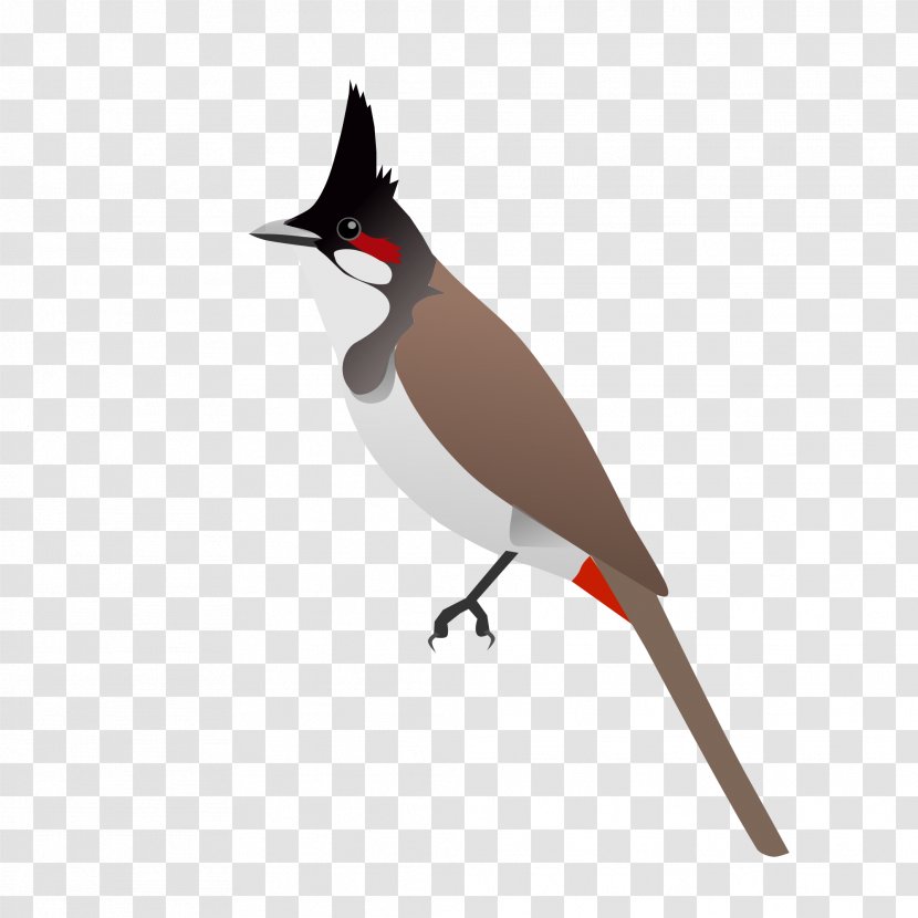 Bird Red-whiskered Bulbul - Animal Transparent PNG