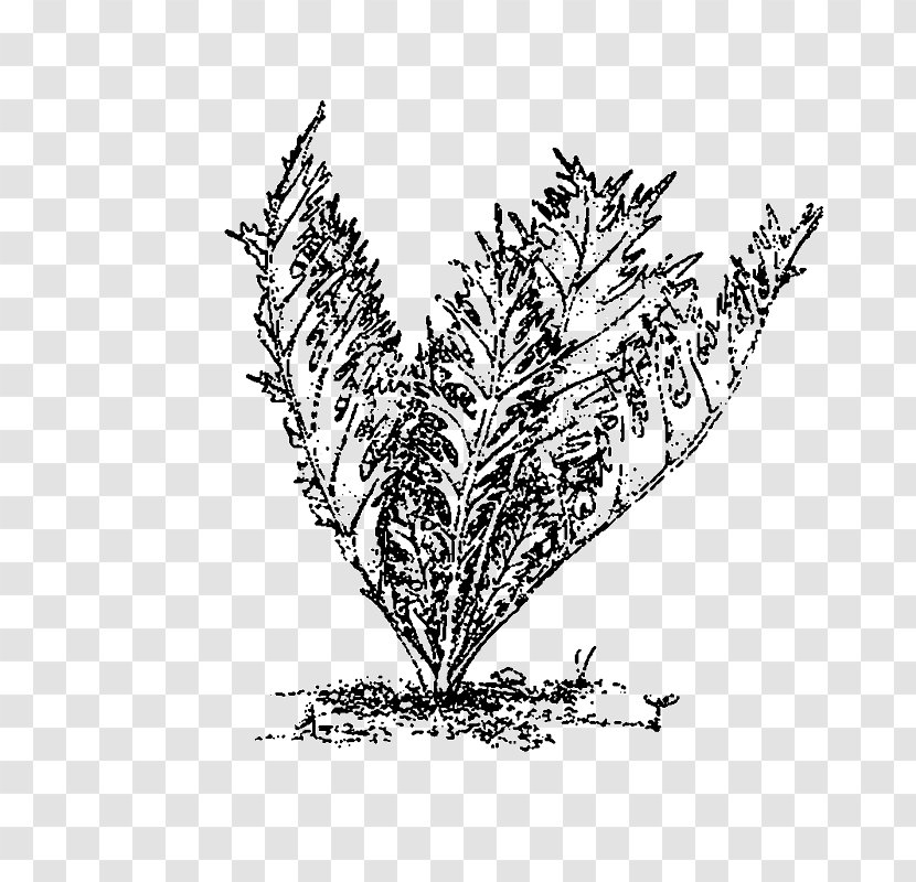 Twig Grasses Plant Stem Leaf Line Art - Family Transparent PNG