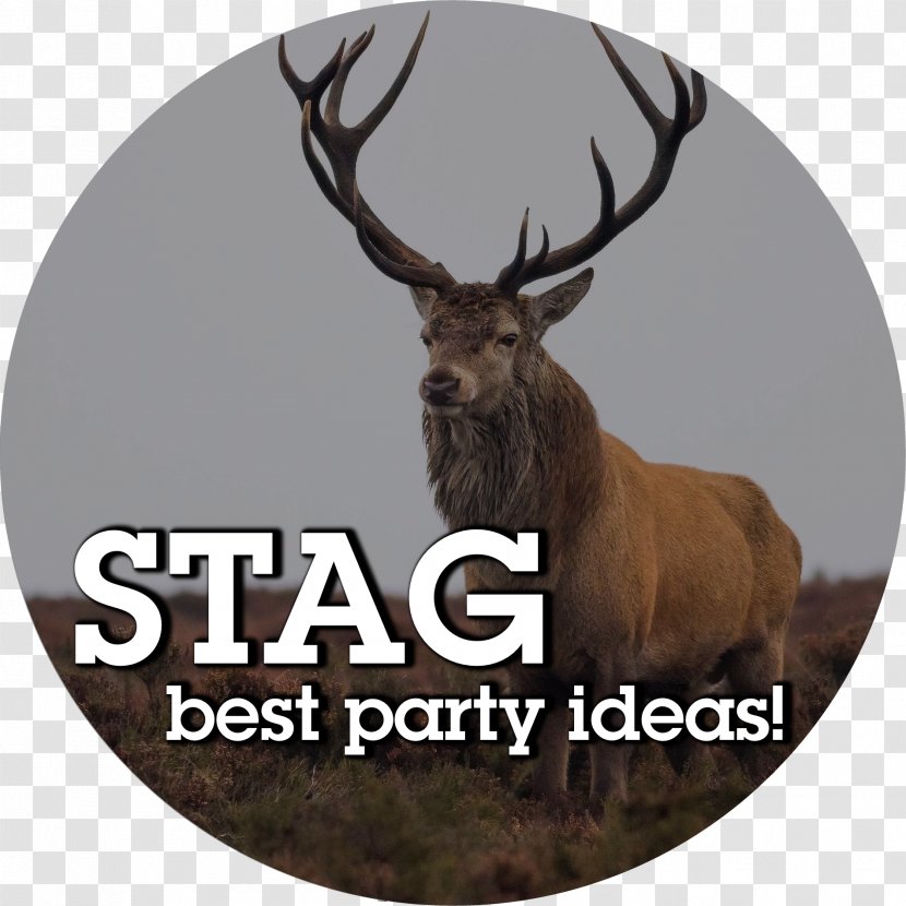 Naver Blog 0 Earthly Branches - Mammal - Stag Party Transparent PNG