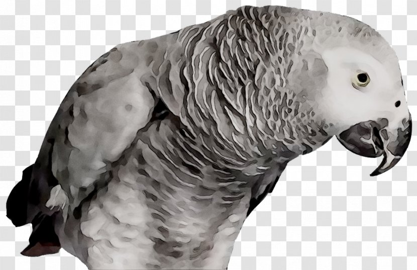 Feather Pet Parakeet Beak Fauna - Wing Transparent PNG