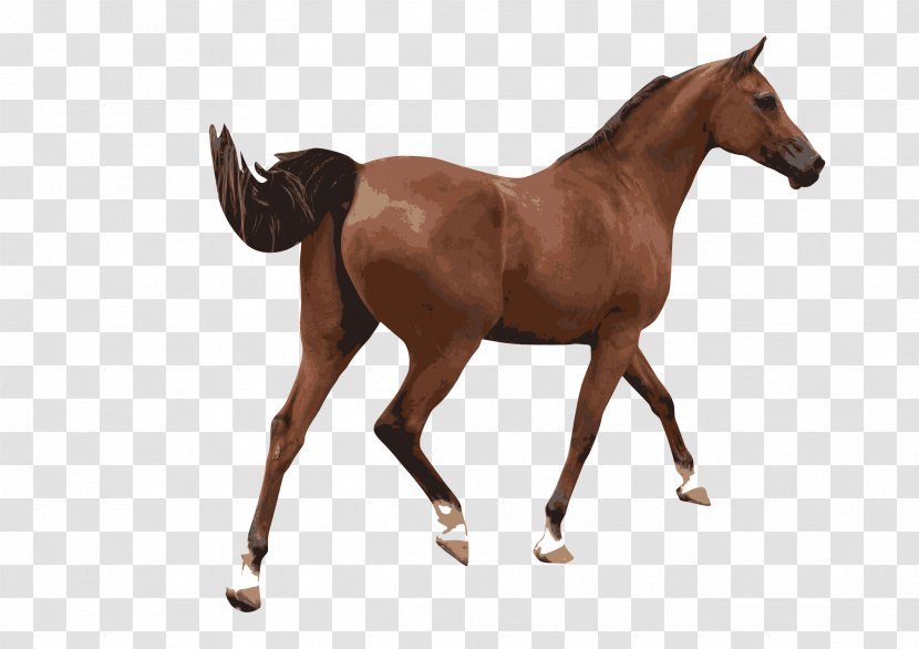 American Paint Horse Equestrian Clip Art - Silhouette - Horses Transparent PNG