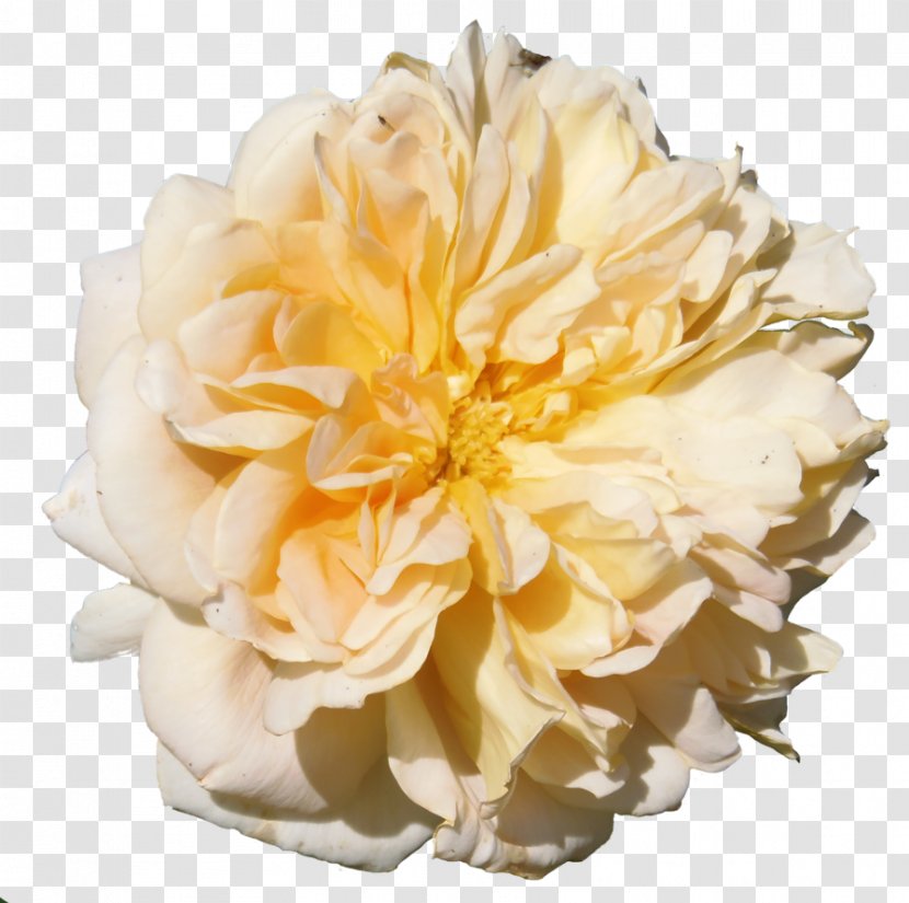 Cabbage Rose Garden Roses Floristry Cut Flowers Peony Transparent PNG