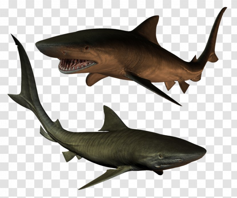 Tiger Shark Fish Clip Art - Marine Biology - Sharks Transparent PNG