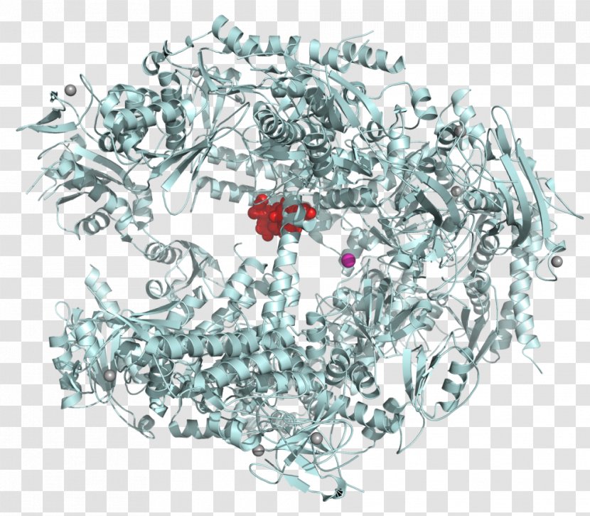 RNA Polymerase III - Tree - Complex Transparent PNG