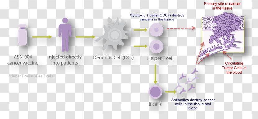 Diagram Line - Joint - Prevent Cancer Transparent PNG