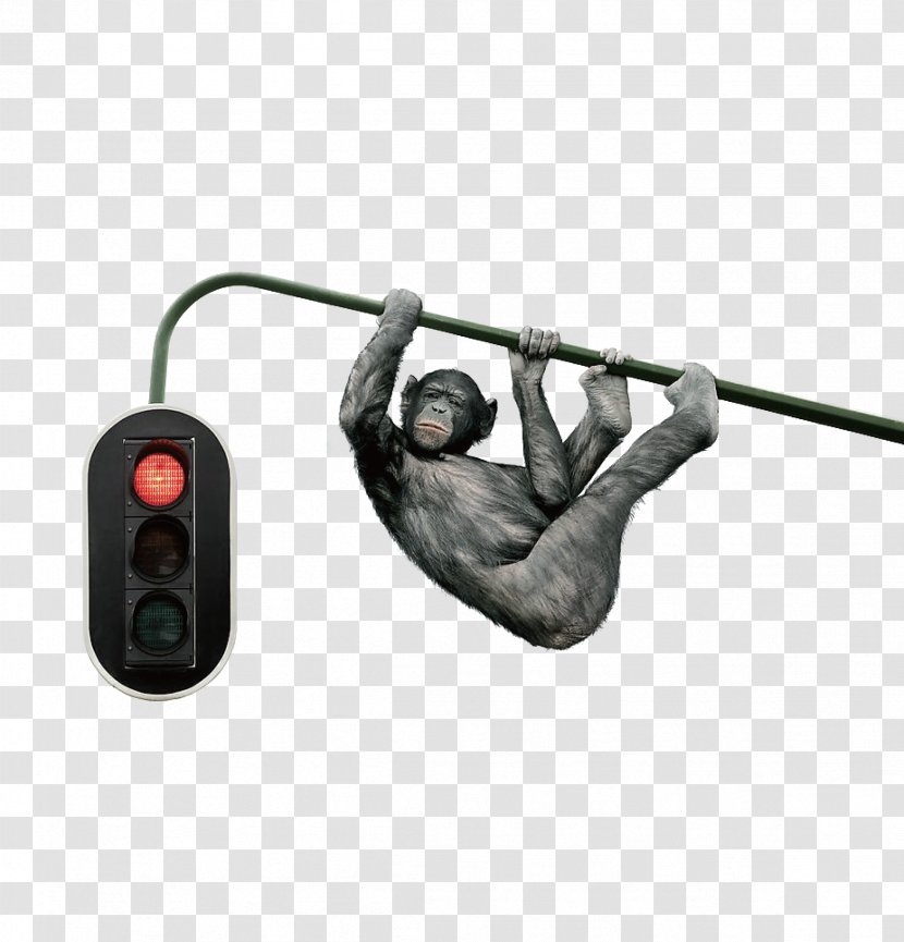 Traffic Light Photo Manipulation - Humour - The Orangutan On Street Transparent PNG